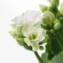 IKEA KALANCHOE КАЛАНХОЭ, растение в горшке, Фламинго Кэти разных цветов, 10,5 см 705.751.55 фото thumb №6