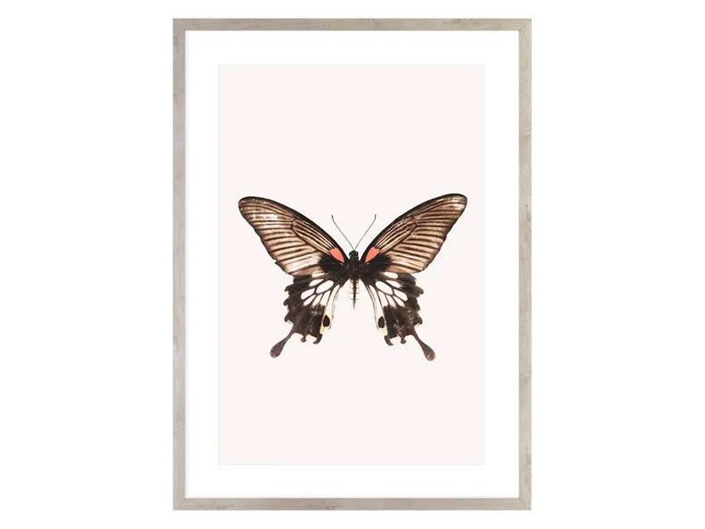 BRW картина Коричневий метелик 50х70 см 081601 фото №1