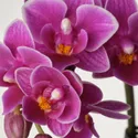 IKEA PHALAENOPSIS, комнатное растение, Орхидея разных цветов, 6 см 105.986.78 фото thumb №2