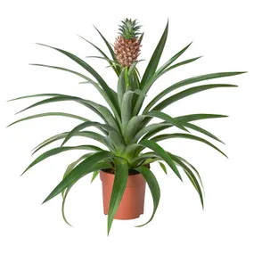 IKEA ANANAS, рослина в горщику, Ананас, 12 см 505.281.79 фото