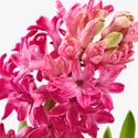 IKEA HYACINTHUS, квітка в горщику, 3 цибулини, Гіацинт різних кольорів, 12 см 605.878.42 фото thumb №4