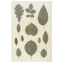 IKEA BILD БІЛЬД, постер, збір ботанічного листя, 61x91 см 705.708.98 фото thumb №1