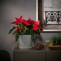 IKEA POINSETTIA, рослина в горщику, Пуансетія, 13 см 905.878.45 фото thumb №2