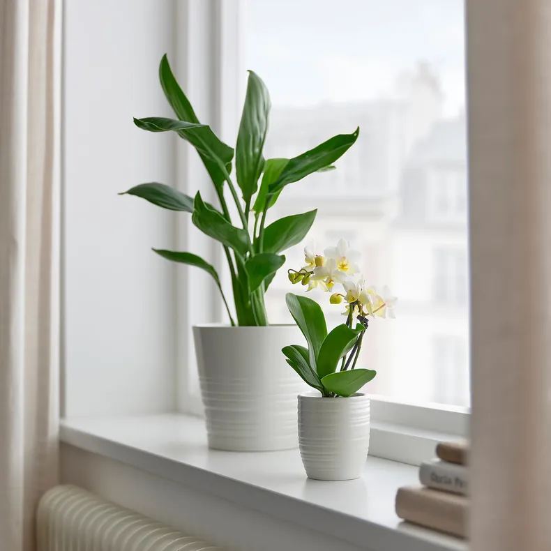 IKEA PHALAENOPSIS ФАЛЕНОПСИС, рослина в горщику, Орхідея / різні кольори, 6 см 205.050.18 фото №2