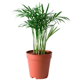 IKEA CHAMAEDOREA ELEGANS ХАМЕДОРЕЯ ЭЛЕГАНС, растение в горшке, пальма для отдыха, 9 см 903.927.63 фото