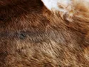 IKEA KOLDBY КОЛЬДБИ, коровья шкура, коричневый 402.229.33 фото thumb №4