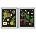 IKEA KNOPPÄNG КНОППЭНГ, рама с постером, Винтажные фруктовые ботанические открытки, 40x50 см 505.788.95 фото thumb №1