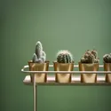 IKEA CACTACEAE КАКТУС, растение в горшке, различные растения кактус, 12 см 003.109.60 фото thumb №3