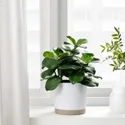 IKEA FEJKA ФЕЙКА, штучна рослина в горщику, для приміщення / вулиці клузія, 12 см 704.933.48 фото thumb №3