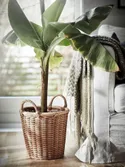 IKEA MUSA ORIENTAL МУСА ОРІЕНТАЛ, рослина в горщику, бананова рослина, 21 см 900.963.62 фото thumb №4