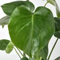 IKEA MONSTERA DELICIOSA, растение в горшке, дырявая монстера, 12 см 505.154.93 фото thumb №4