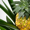 IKEA ANANAS, рослина в горщику, Ананас, 12 см 505.281.79 фото thumb №4