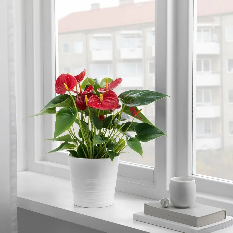 IKEA ANTHURIUM АНТУРІУМ, рослина в горщику, Антуріум, 12 см 204.449.06 фото №2
