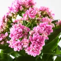 IKEA KALANCHOE КАЛАНХОЭ, растение в горшке, Фламинго Кэти разных цветов, 10,5 см 705.751.55 фото thumb №5