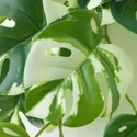 IKEA FEJKA ФЕЙКА, штучна рослина з настінним кріпл, для приміщення / вулиці / зелений 705.486.28 фото thumb №7