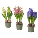 IKEA HYACINTHUS, комнатное растение, различные цвета, 12 см 705.930.84 фото thumb №1