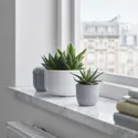 IKEA SUCCULENT, растение с горшком, Суккуленты разных цветов, 6 см 105.986.83 фото thumb №4