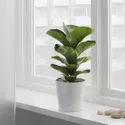 IKEA FICUS LYRATA BAMBINO, растение в горшке, фикус лирата, 12 см 104.853.65 фото thumb №2