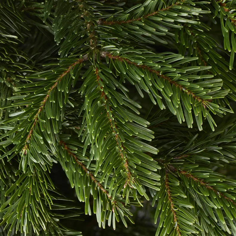 IKEA ABIES NORDMANNIANA, Різдвяна ялинка, 171-220 см 802.283.63 фото №4