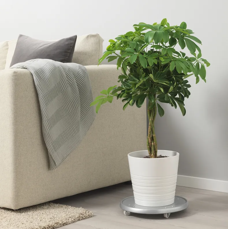 IKEA SCHEFFLERA ARBORICOLA ШЕФФЛЕРА АРБОРІК, рослина в горщику, Північноамериканська магнолія / кручений стовбур, 19 см 904.085.42 фото №2