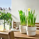 IKEA NARCISSUS НАРЦИС, рослина в горщику, різне/нарцис, 12 см 005.930.87 фото thumb №2