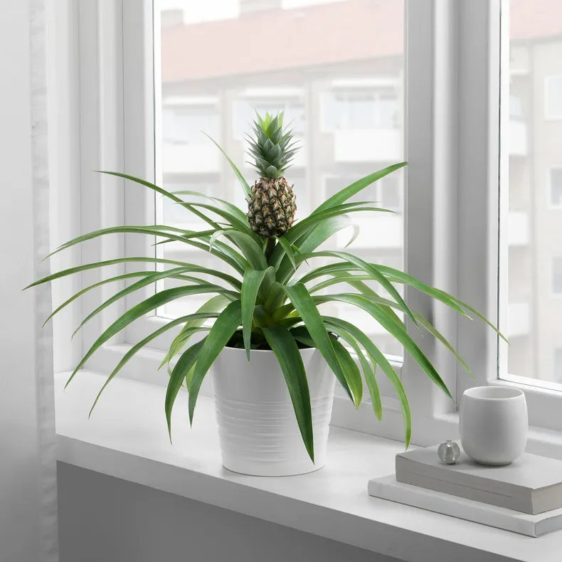 IKEA ANANAS, рослина в горщику, Ананас, 12 см 505.281.79 фото №2