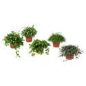 IKEA HIMALAYAMIX ГІМАЛАЯМІКС, рослина в горщику, різні рослини з листям, 12 см 602.345.34 фото thumb №1