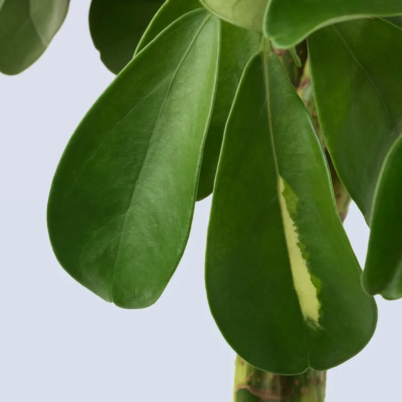 IKEA SCHEFFLERA ARBORICOLA ШЕФФЛЕРА АРБОРІК, рослина в горщику, Північноамериканська магнолія / кручений стовбур, 19 см 904.085.42 фото №3