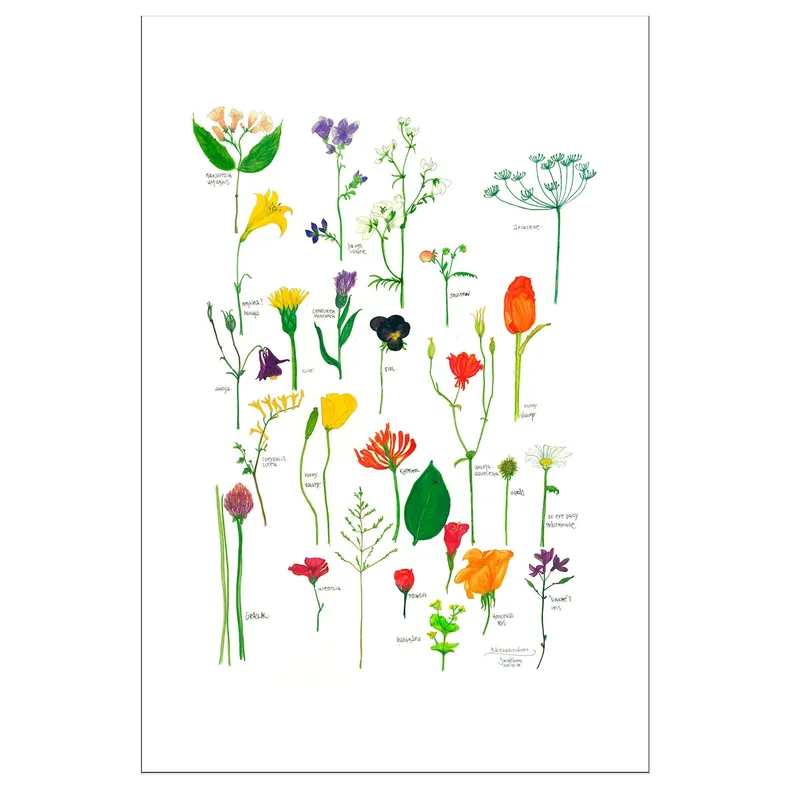 IKEA BILD БІЛЬД, постер, Квітучі квіти, 61x91 см 504.417.94 фото №1