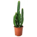 IKEA EUPHORBIA ACRURENSIS ЭУФОРБИЯ АКРУРЕНСИС, растение в горшке, 24 см 401.448.84 фото thumb №1