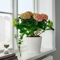 IKEA HYDRANGEA MACROPHYLLA, рослина в горщику, Гортензія / різні квіти, 23 см 105.532.55 фото thumb №2