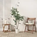 IKEA FEJKA ФЕЙКА, искусственное растение в горшке, красное сандаловое дерево в помещении / на улице, 19 см 005.716.98 фото thumb №5