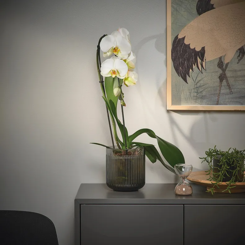 IKEA PHALAENOPSIS ФАЛЕНОПСИС, рослина в горщику, Орхідея/каскад 1 стебло, 12 см 803.291.64 фото №3