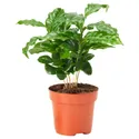 IKEA COFFEA ARABICA, растение в горшке, кофе, 9 см 605.834.34 фото thumb №1