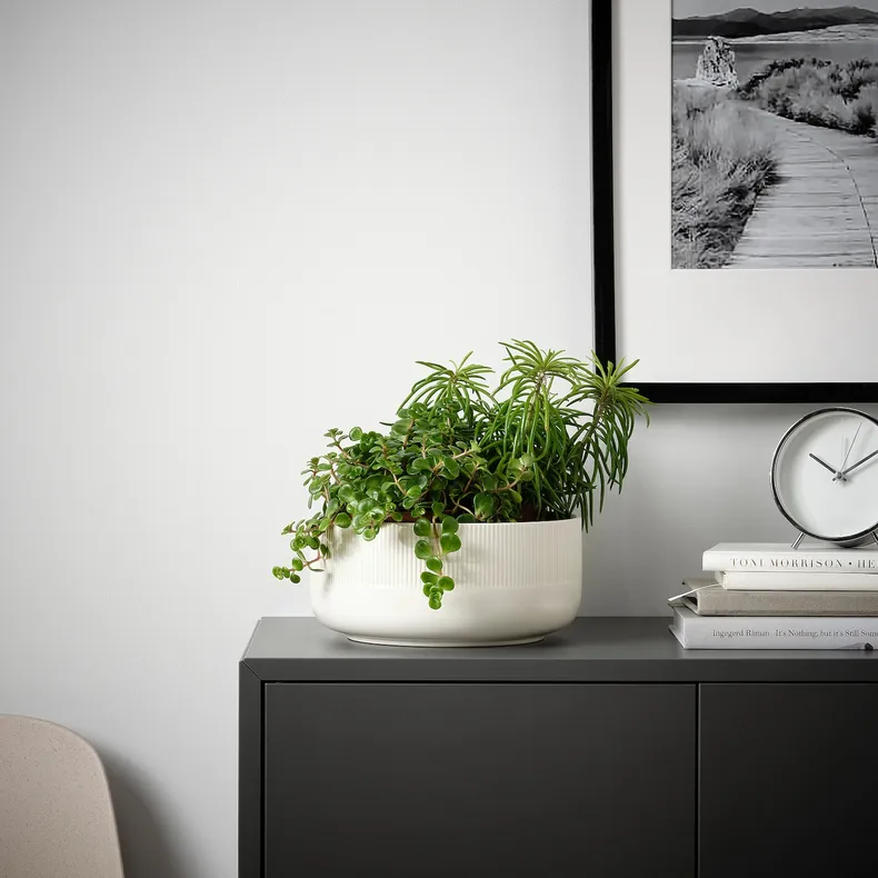 IKEA HIMALAYAMIX ГИМАЛАЙАМИКС, растение в горшке, различные растения растения с листьями, 12 см 602.345.34 фото №2