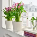 IKEA ZANTEDESCHIA ЗАНТЕДЕСКИЯ, растение в горшке, Болотный папоротник / различные цвета, 14 см 805.697.57 фото thumb №3