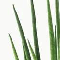 IKEA SANSEVIERIA САНСЕВИЕРИЯ, растение в горшке, различные растения, 12 см 003.116.05 фото thumb №4