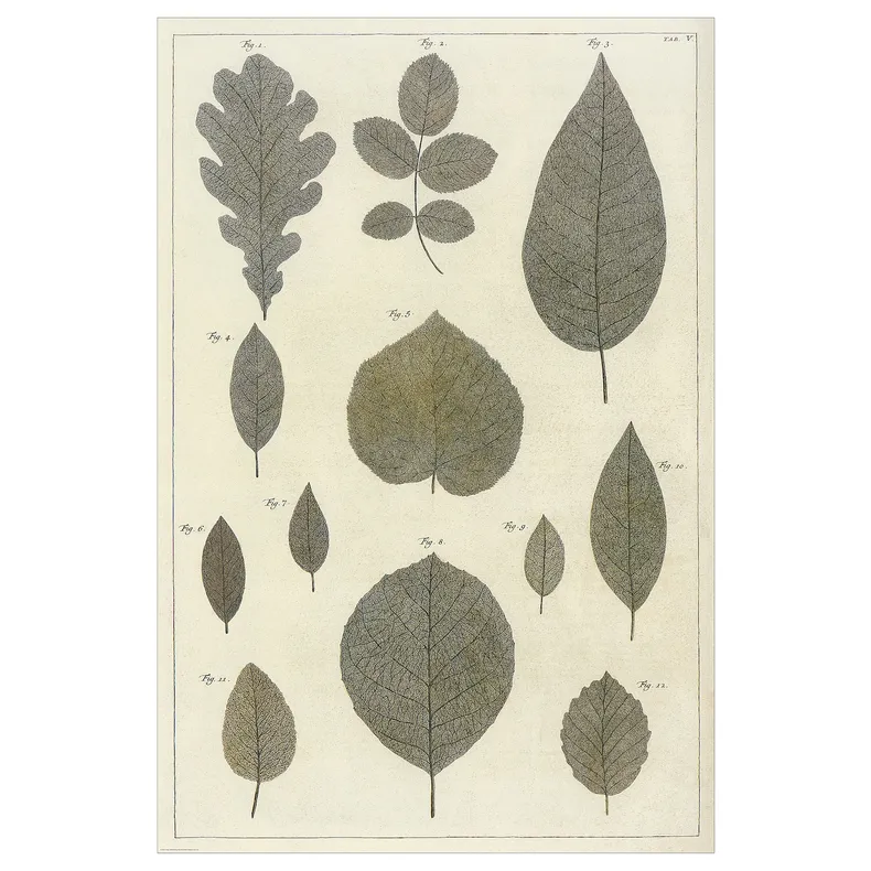 IKEA BILD БІЛЬД, постер, збір ботанічного листя, 61x91 см 705.708.98 фото №1