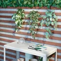 IKEA FEJKA ФЕЙКА, штучна рослина з настінним кріпл, для приміщення / вулиці / зелений 705.486.28 фото thumb №3