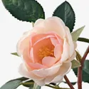 IKEA FEJKA ФЕЙКА, штучна рослина в горщику, для приміщення / вулиці / Троянда рожевий, 9 см 003.953.13 фото thumb №4