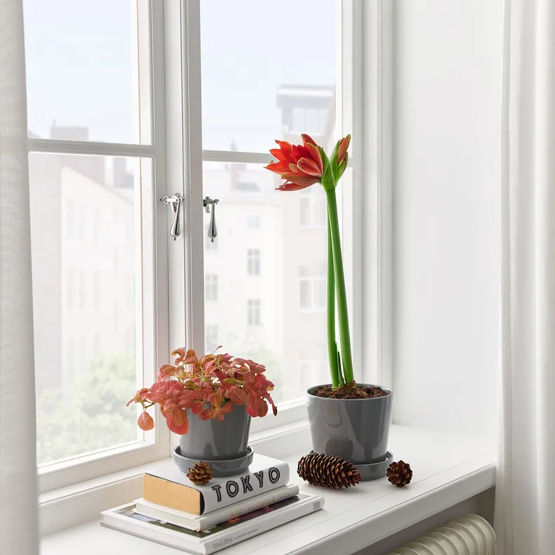 IKEA HIPPEASTRUM, комнатное растение, амариллис/2 бутона разных цветов, 13 см 005.878.40 фото №2