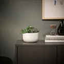 IKEA SUCCULENT СУККУЛЕНТ, рослина в горщику, Соковитий / білий, 14 см 305.463.77 фото thumb №2