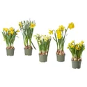 IKEA NARCISSUS НАРЦИС, рослина в горщику, різне/нарцис, 12 см 005.930.87 фото thumb №1