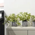 IKEA CITRUSFRUKT ЦИТРУСФРУКТ, горшок цветочный с поддоном, внутренний / наружный серый, 9 см 805.084.34 фото thumb №6