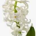 IKEA HYACINTHUS, квітка в горщику, 3 цибулини, Гіацинт різних кольорів, 12 см 605.878.42 фото thumb №8