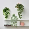 IKEA FEJKA ФЕЙКА, штучна рослина з настінним кріпл, для приміщення / вулиці / зелений 705.486.28 фото thumb №2