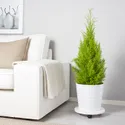 IKEA CUPRESSUS MACROCARPA КИПАРИС КРУПНОПЛОДНЫЙ, растение в горшке, кипарис, 24 см 005.697.37 фото thumb №3
