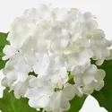 IKEA SMYCKA СМЮККА, штучна квітка, білосніжний / білий, 60 см 404.097.42 фото thumb №3
