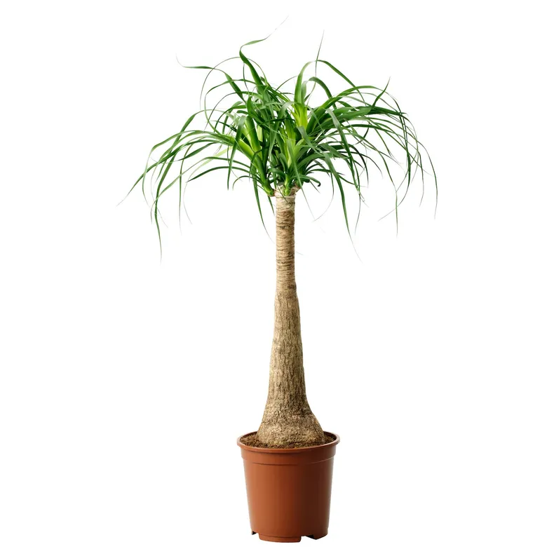 IKEA BEAUCARNEA RECURVATA, рослина в горщику, Слонова нога, 24 см 405.802.00 фото №1