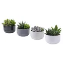 IKEA SUCCULENT, комнатное растение, Суккуленты разных цветов, 14 см 405.986.86 фото thumb №1